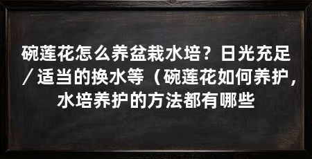 碗莲花怎么养盆栽水培？日光充足／适当的换水等（碗莲花如何养护，水培养护的方法都有哪些