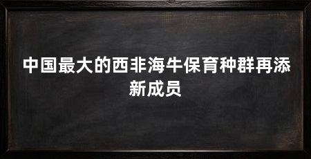 中国最大的西非海牛保育种群再添新成员