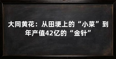 大同黄花:从田埂上的“小菜”到年产值42亿的“金针”