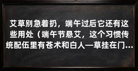 艾草别急着扔，端午过后它还有这些用处（端午节悬艾，这个习惯传统配伍里有苍术和白人—草挂在门楣上