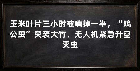 玉米叶片三小时被啃掉一半,“鸡公虫”突袭大竹,无人机紧急升空灭虫