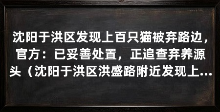 沈阳于洪区发现上百只猫被弃路边,官方:已妥善处置,正追查弃养源头(沈阳于洪区洪盛路附近发现上百只猫崽被弃路边,现场工作全部处理