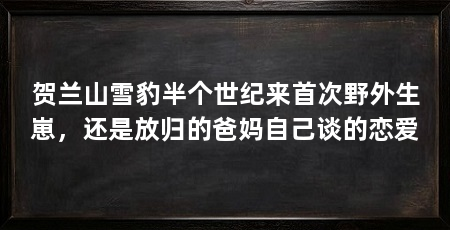 贺兰山雪豹半个世纪来首次野外生崽，还是放归的爸妈自己谈的恋爱