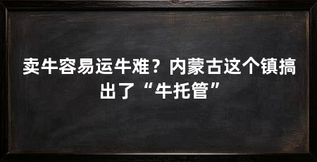 卖牛容易运牛难？内蒙古这个镇搞出了“牛托管”