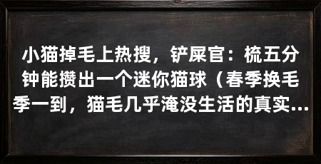 小猫掉毛上热搜，铲屎官：梳五分钟能攒出一个迷你猫球（春季换毛季一到，猫毛几乎淹没生活的真实体验，新手铲屎官亲眼看
