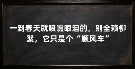 一到春天就喷嚏眼泪的,别全赖柳絮,它只是个“顺风车”
