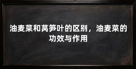 油麦菜和莴笋叶的区别，油麦菜的功效与作用