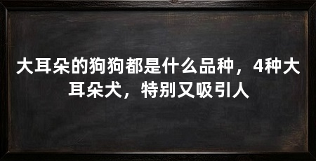 大耳朵的狗狗都是什么品种,4种大耳朵犬,特别又吸引人