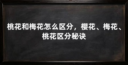 桃花和梅花怎么区分,樱花、梅花、桃花区分秘诀