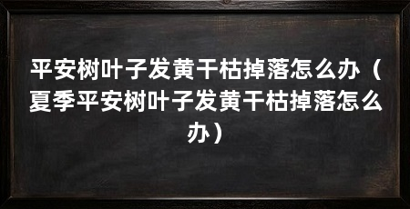 平安树叶子发黄干枯掉落怎么办(夏季平安树叶子发黄干枯掉落怎么办)