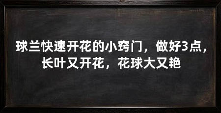 球兰快速开花的小窍门,做好3点,长叶又开花,花球大又艳