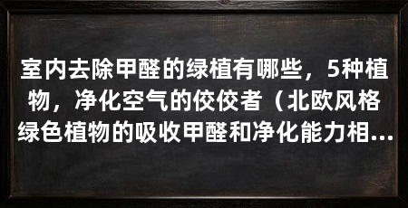 室内去除甲醛的绿植有哪些,5种植物,净化空气的佼佼者(北欧风格绿色植物的吸收甲醛和净化能力相当于10g椰子炭