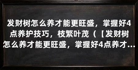 发财树怎么养才能更旺盛,掌握好4点养护技巧,枝繁叶茂(【发财树怎么养才能更旺盛,掌握好4点养才能更旺盛