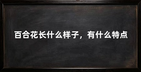 百合花长什么样子，有什么特点