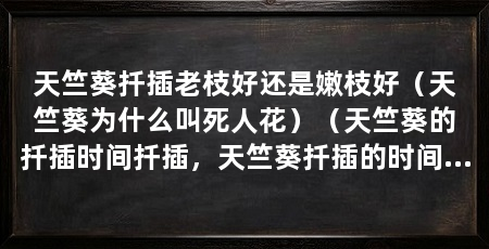 天竺葵扦插老枝好还是嫩枝好（天竺葵为什么叫死人花）（天竺葵的扦插时间扦插，天竺葵扦插的时间段，选择天竺葵的扦插