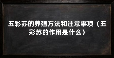 五彩苏的养殖方法和注意事项（五彩苏的作用是什么）
