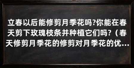 立春以后能修剪月季花吗?你能在春天剪下玫瑰枝条并种植它们吗?（春天修剪月季花的修剪对月季花的优势，春天剪月季花怎么修剪