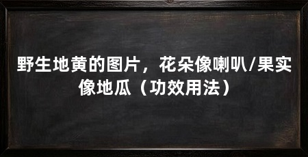 野生地黄的图片,花朵像喇叭/果实像地瓜(功效用法)