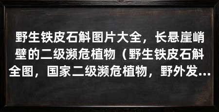 野生铁皮石斛图片大全，长悬崖峭壁的二级濒危植物（野生铁皮石斛全图，国家二级濒危植物，野外发现会非常幸运