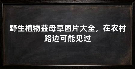 野生植物益母草图片大全，在农村路边可能见过