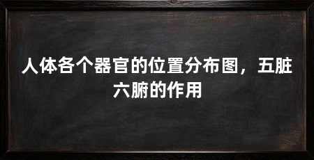 人体各个器官的位置分布图，五脏六腑的作用