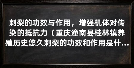 刺梨的功效与作用,增强机体对传染的抵抗力(重庆潼南县桂林镇养殖历史悠久刺梨的功效和作用是什么