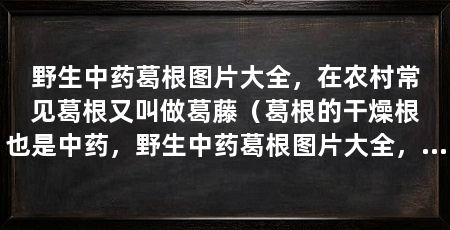 野生中药葛根图片大全，在农村常见葛根又叫做葛藤（葛根的干燥根也是中药，野生中药葛根图片大全，可以让你了解更多