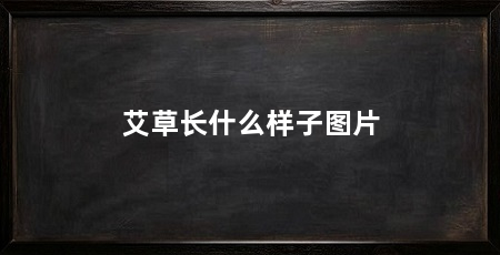 艾草长什么样子图片