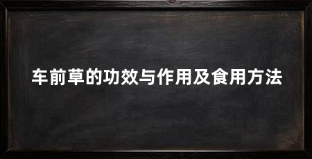 车前草的功效与作用及食用方法