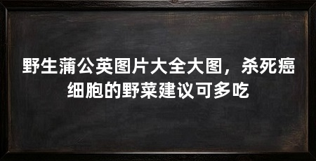 野生蒲公英图片大全大图,杀死癌细胞的野菜建议可多吃