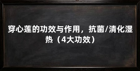 穿心莲的功效与作用,抗菌/清化湿热(4大功效)