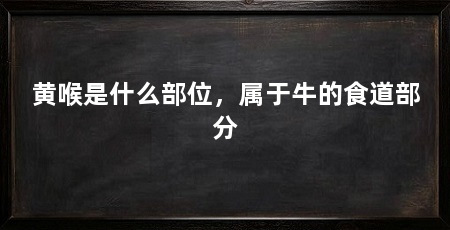 黄喉是什么部位,属于牛的食道部分