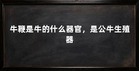 牛鞭是牛的什么器官,是公牛生殖器