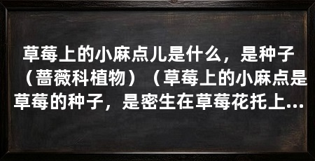 草莓上的小麻点儿是什么,是种子(蔷薇科植物)(草莓上的小麻点是草莓的种子,是密生在草莓花托上的雌蕊受精后形成的