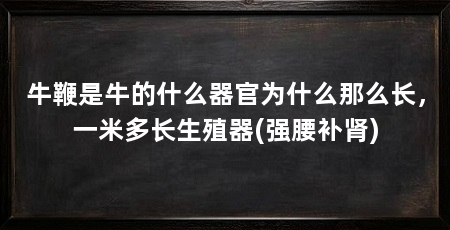 牛鞭是牛的什么器官为什么那么长，一米多长生殖器(强腰补肾)