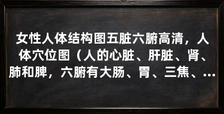 女性人体结构图五脏六腑高清，人体穴位图（人的心脏、肝脏、肾、肺和脾，六腑有大肠、胃、三焦、膀胱和胆