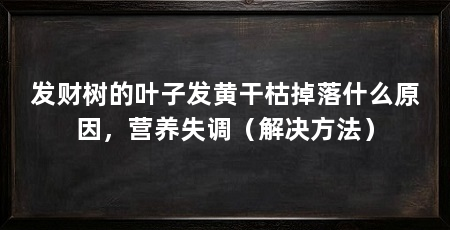 发财树的叶子发黄干枯掉落什么原因，营养失调（解决方法）