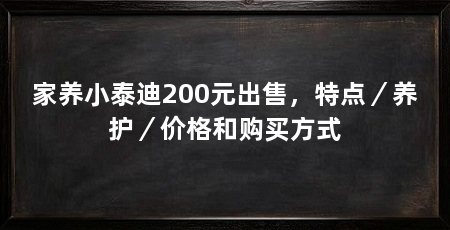 家养小泰迪200元出售，特点／养护／价格和购买方式