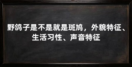 野鸽子是不是就是斑鸠,外貌特征、生活习性、声音特征