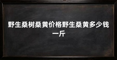 野生桑树桑黄价格野生桑黄多少钱一斤