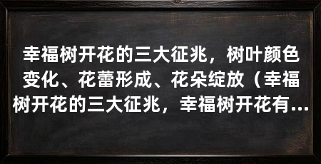 幸福树开花的三大征兆，树叶颜色变化、花蕾形成、花朵绽放（幸福树开花的三大征兆，幸福树开花有征兆着1.平安如意