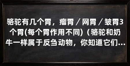 骆驼有几个胃，瘤胃／网胃／皱胃3个胃(每个胃作用不同)（骆驼和奶牛一样属于反刍动物，你知道它们的三个胃有几个胃吗