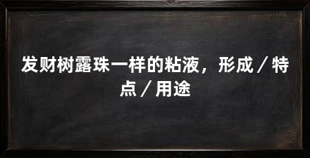发财树露珠一样的粘液，形成／特点／用途