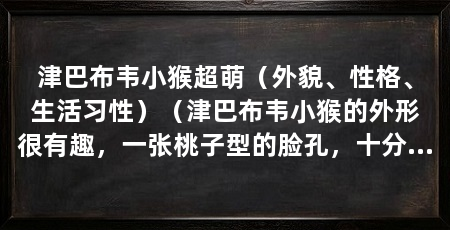 津巴布韦小猴超萌(外貌、性格、生活习性)(津巴布韦小猴的外形很有趣,一张桃子型的脸孔,十分机灵