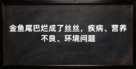金鱼尾巴烂成了丝丝，疾病、营养不良、环境问题