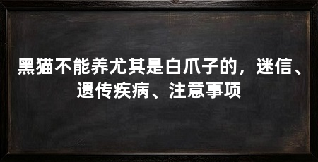 黑猫不能养尤其是白爪子的,迷信、遗传疾病、注意事项