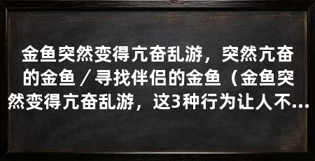 金鱼突然变得亢奋乱游,突然亢奋的金鱼/寻找伴侣的金鱼(金鱼突然变得亢奋乱游,这3种行为让人不禁感到好奇