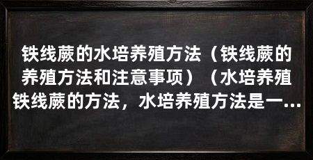 铁线蕨的水培养殖方法（铁线蕨的养殖方法和注意事项）（水培养殖铁线蕨的方法，水培养殖方法是一种常见的蕨类植物
