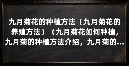 九月菊花的种植方法(九月菊花的养殖方法)(九月菊花如何种植,九月菊的种植方法介绍,九月菊的种植方法