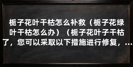 栀子花叶干枯怎么补救（栀子花绿叶干枯怎么办）（栀子花叶子干枯了，您可以采取以下措施进行修复，采取措施进行修复